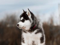 Safkan Sibirya Kurdu (Husky) Yavrularımız