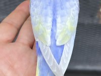 Rainbow yüksek kaliteli muhabbet kuşu kanlar