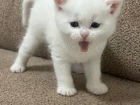 Scottish fold