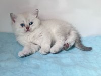 Show kalite british shorthair bebeklerimiz