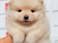 Ayıcık Yüzlü Sevimli Pomeranian Yavrularımız
