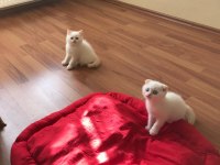 SARIŞIN YAKIŞIKLI BİR SCOTTİSH FOLD RED POİNT