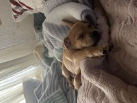 Minyatür pinscher 2 aylık