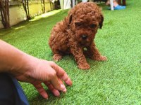 Redbrown toy poodle yavrularımız
