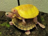 Isırmaz, Alerji Yapmaz, Evinize Uygun Uysal Yavrular