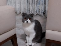 Güzel kedimize acil yeni sahip arıyoruz