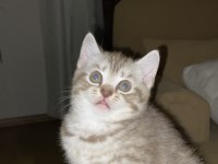 SCOTTİSH BEBEKLERİMİZ SAHİPLERİNİ BEKLİYORLAR