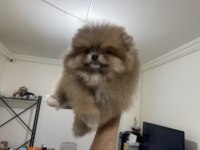 Show kalite ayı suratlı pomeranian boo yavrular