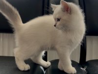 4 aylık dişi BRİTİSH LONGHAİR