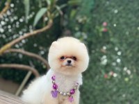 Tea Cup Pomeranian Boo Kızımız