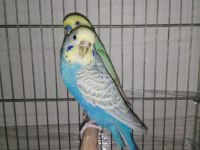 Çift rainbow muhabbet kuşu