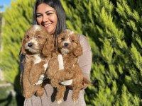 Safkan maltipoo yavrularım