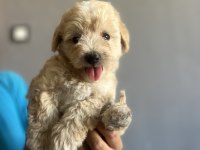 Safkan Maltipoo Bebekler