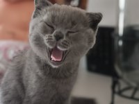 2 aylık erkek yavrularımız