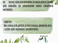 3 aylık sakallı ejder