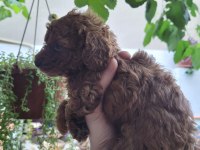 Kore Red Brown Poodle Yavrularımız