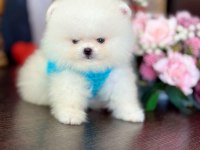 OYUNCAK GİBİ HİBİ 2 AYICIK POMERANİAN BOO