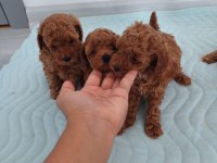 Show kalite kore toy poodle ziyarete açık