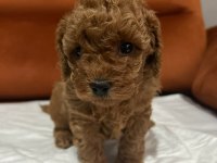 Yasal Köpek Çiftliğinden Toy Poodle Yavrularımız