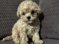 Apricot renk teacup poodle yavrular