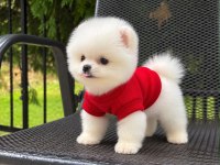 Taecup 2 adet Dişi pomeranian