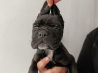 Cane corso yavrularımız ırk garantilidir