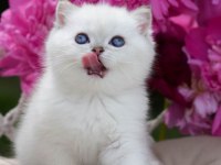 Kar Beyaz Silver British Shorthair Ns1133