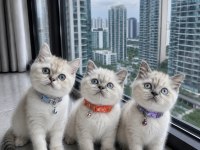 British Shorthair Blue Point Silver Point