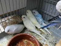 12 Adet Yeni Yavru Muhabbet Kuşu