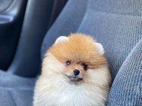 POMERANİAN BOO YAVRULAR