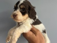 Terrier bebişlerimiz