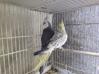 Uygun yollu Sultan Papağanı Takımları veriyorum