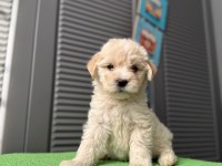 İpek gibi maltipoo