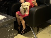 Maltipoo yavru