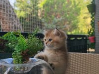 Ankaranın en seçkin golden british shorthair yavruları
