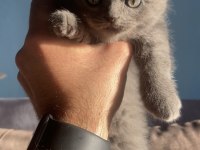 12 Eylül Doğumlu Scottish Fold Yavrular