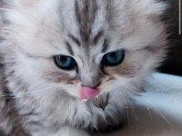 British longhair kedimiz