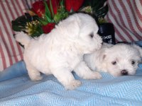 Kore Kan Maltese Bebekler
