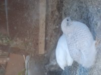 Çin bıldırcını Kuluçkalık yumurta