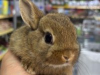 Cüce Netherland Dwarf Tavşan