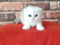 Scottish Fold Dişi Yavru
