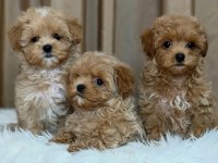Bayram Şekeri Maltipoo Bebekler