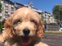 En microsu en özeli benim olsun isteyenlere poodle