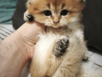 Mamaya düştüler safkan scottish fold yavrular