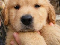 Golden Retriever Yavrular Canlı Görerek Alabilirsiniz