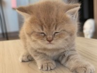 British Shorthair Yavru AY12 Şecereli Baba Bursa
