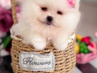 2 PRENSES ORİJİNAL POMERANİAN AYICIKLAR