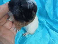 Üreticisinden Safkan Coronet Bebek Ginepig