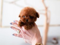 SÜSLÜ KIZIMIZIN MÜKEMMEL POODLE YAVRUSU İSTANBULDA
