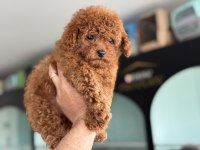 Petmode köpek çiftliğinden tea cup kore poodle